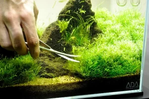 Pruning plants is key in aquascaping
