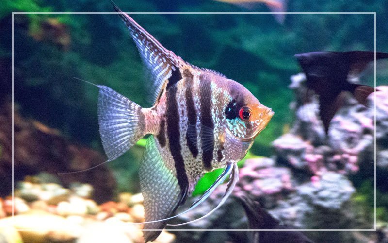 Are Angelfish Cold Water Fish?