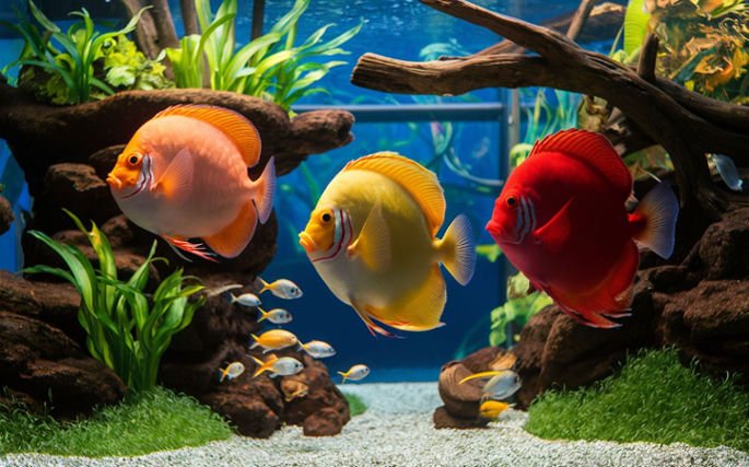 discus fish guide colorful